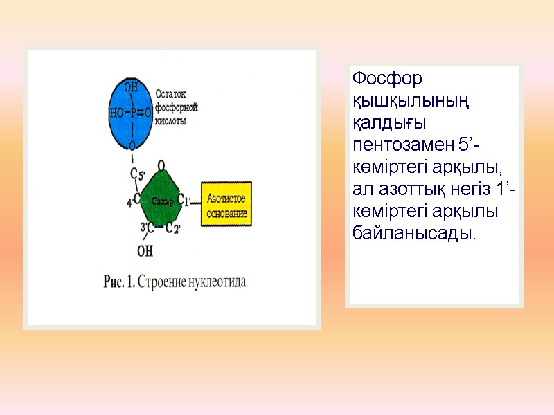 Фосфор қышқылының қалдығы пентозамен 5’-көміртегі арқылы, ал азоттық негіз 1’-көміртегі арқылы байланысады.